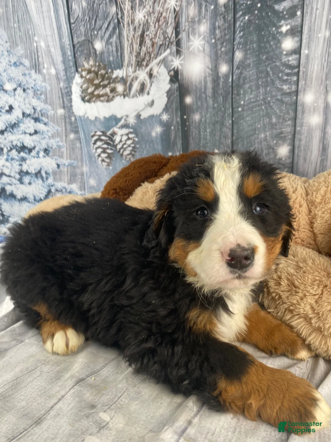 Bernese Mountain Dog dogs for sale: Maverick - Ad 9
