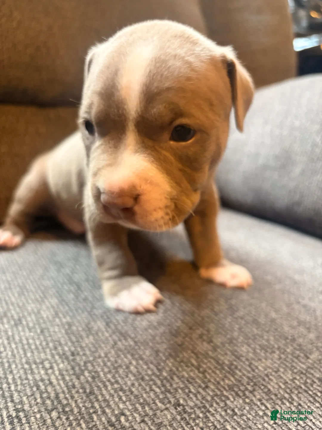 American Pit Bull Terrier dogs for sale: American Pit Bull Terrier Puppy 2 - Ad 1