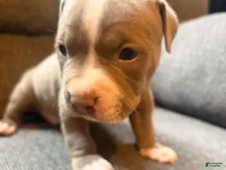 American Pit Bull Terrier dogs American Pit Bull Terrier Puppy 2 - Ad 7