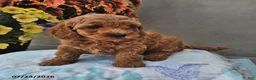 Cavapoo dogs for sale: Dallas - Ad 4