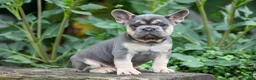French Bulldog dogs for sale: Finley 🐶 - Ad 6