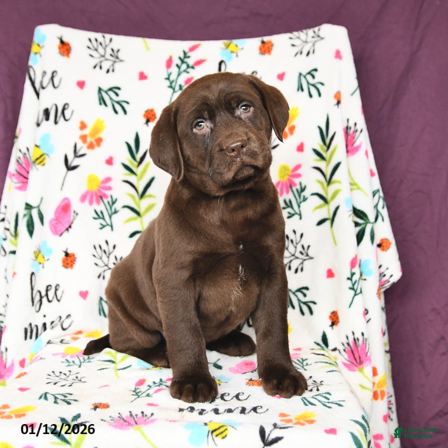 Labrador Retriever dogs Princess - Ad 7
