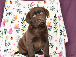 Labrador Retriever dogs Princess - Ad 7