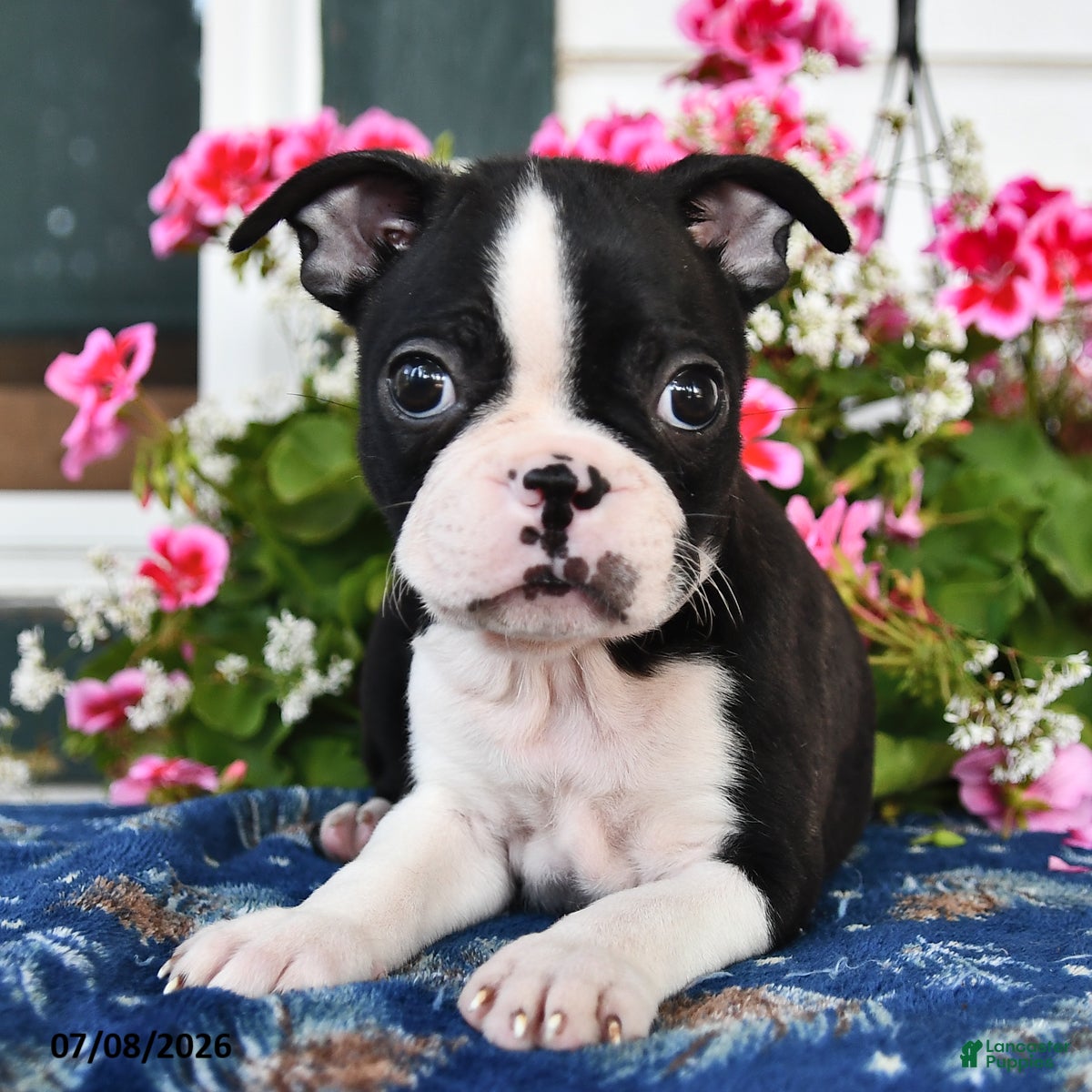 Boston Terrier dogs Luke - Ad 2