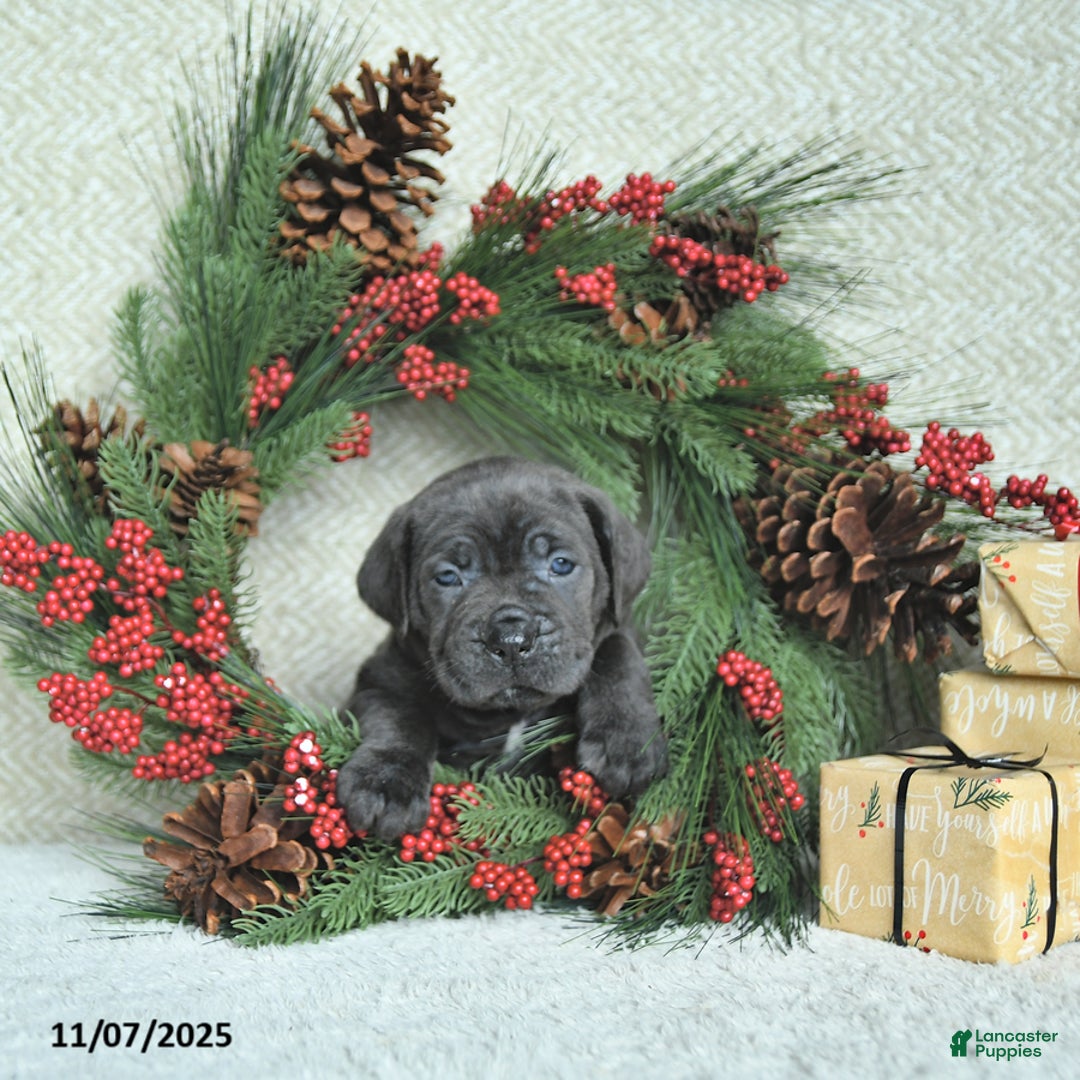 Cane Corso dogs for sale: Noel - Ad 14