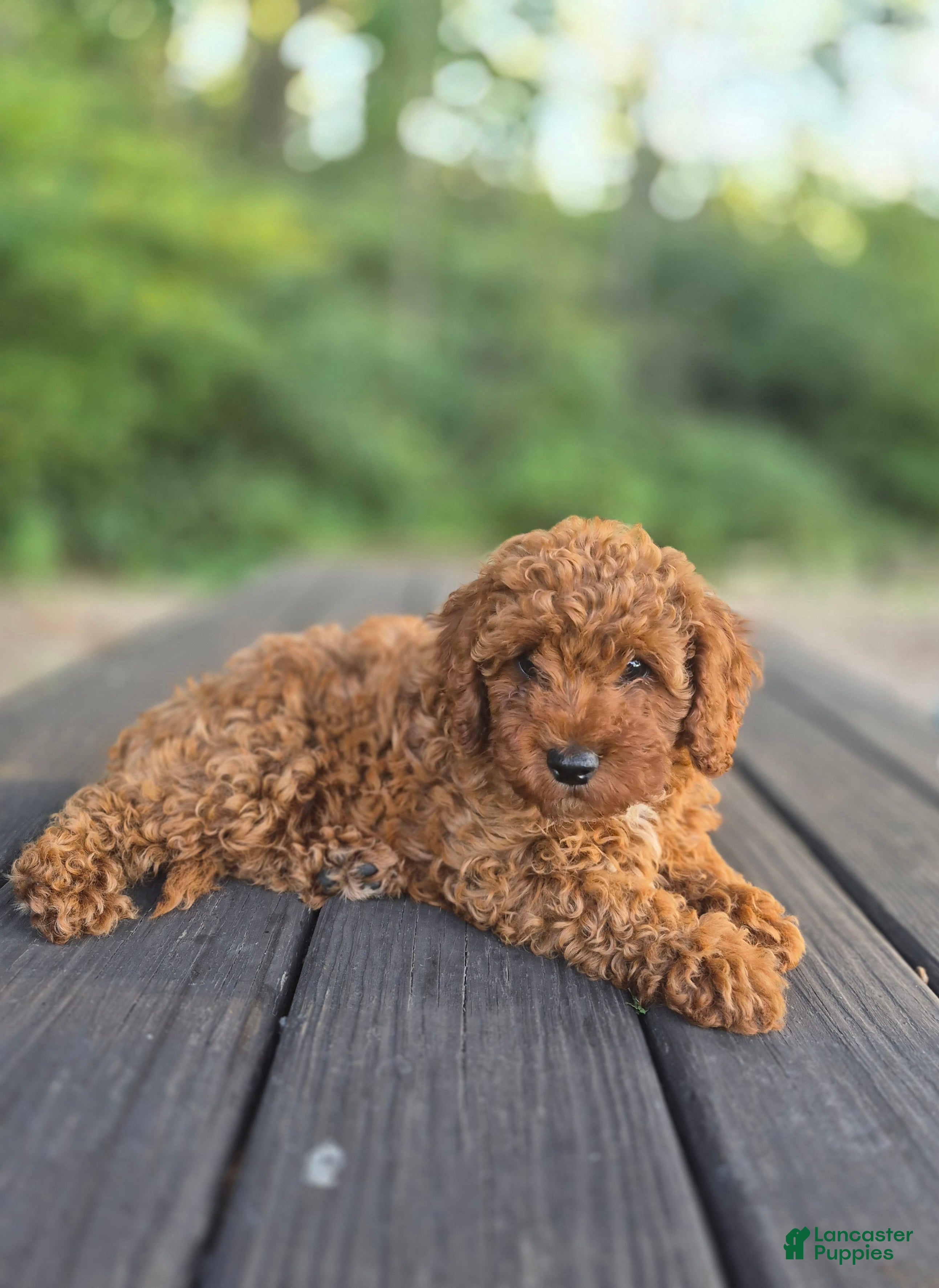 Cavapoo dogs Chester - Ad 2