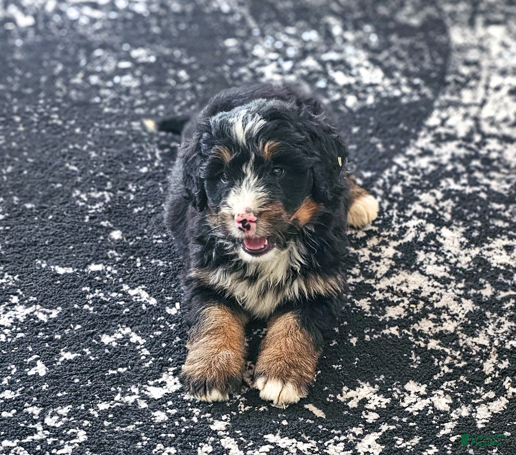 Bernedoodle dogs Duke - Ad 2