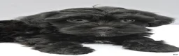 Yorkiepoo dogs for sale: Shadow - Ad 3