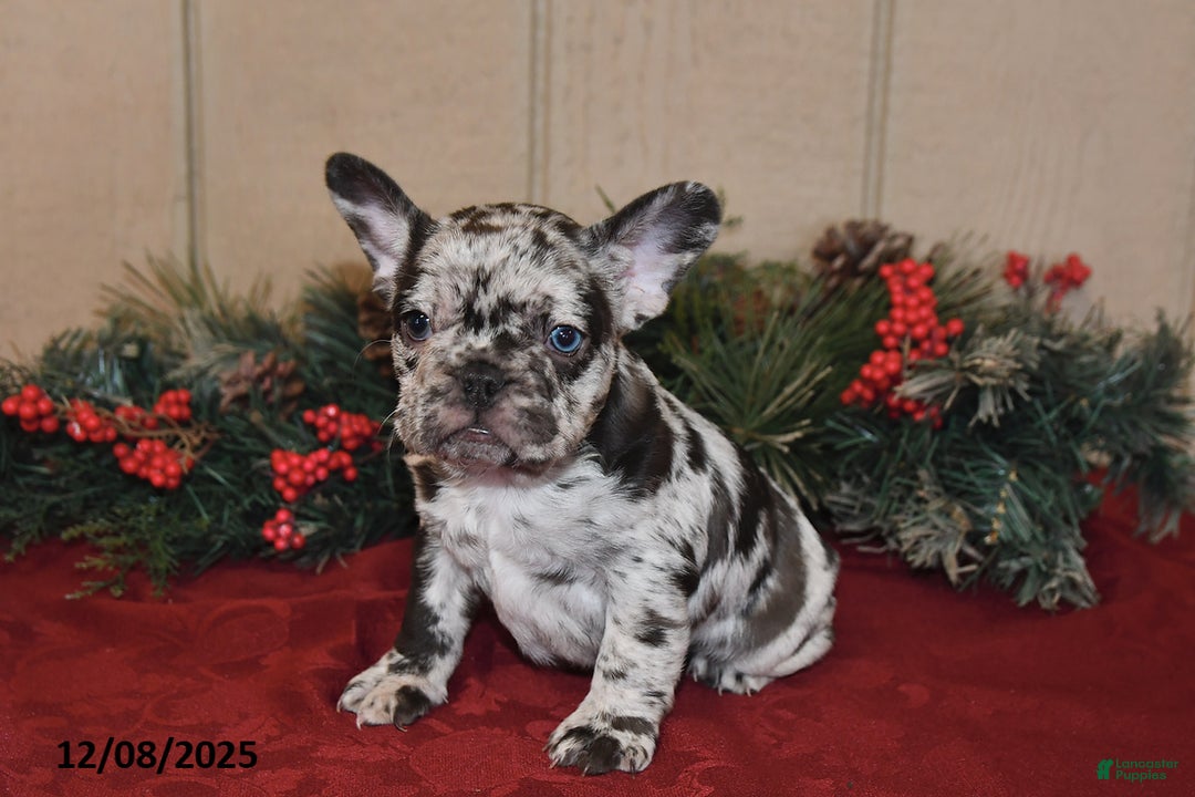 French Bulldog dogs for sale: Rowdy - Ad 5