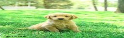 Golden Retriever dogs for sale: Prince   - Ad 1