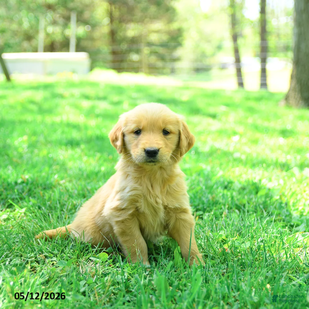 Golden Retriever dogs for sale: Prince   - Ad 1