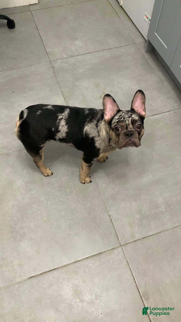 French Bulldog dogs Stirling - Ad 9