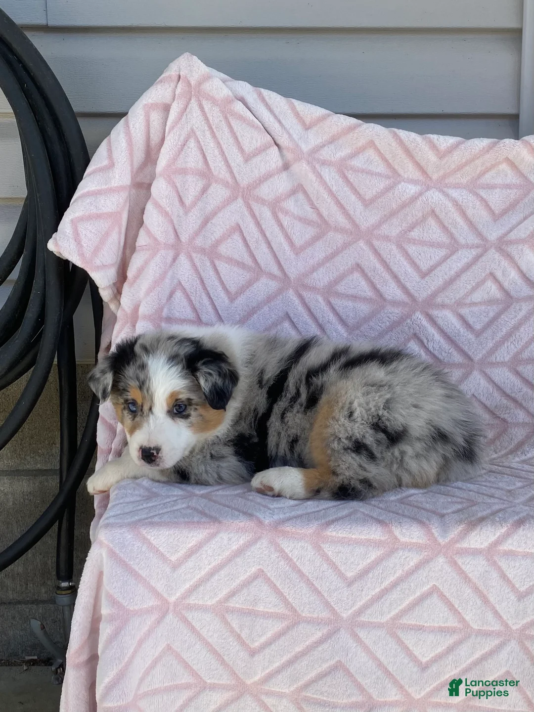 Australian Shepherd dogs for sale: Australian Shepherd Puppy 1 - Ad 3