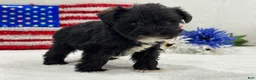 Miniature Schnauzer dogs for sale: Piper Female 1 - Ad 2