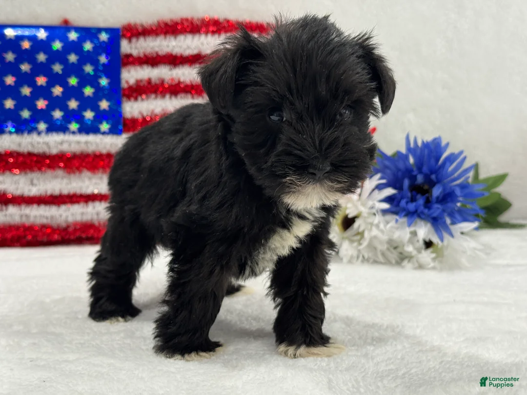 Miniature Schnauzer dogs for sale: Piper Female 1 - Ad 2