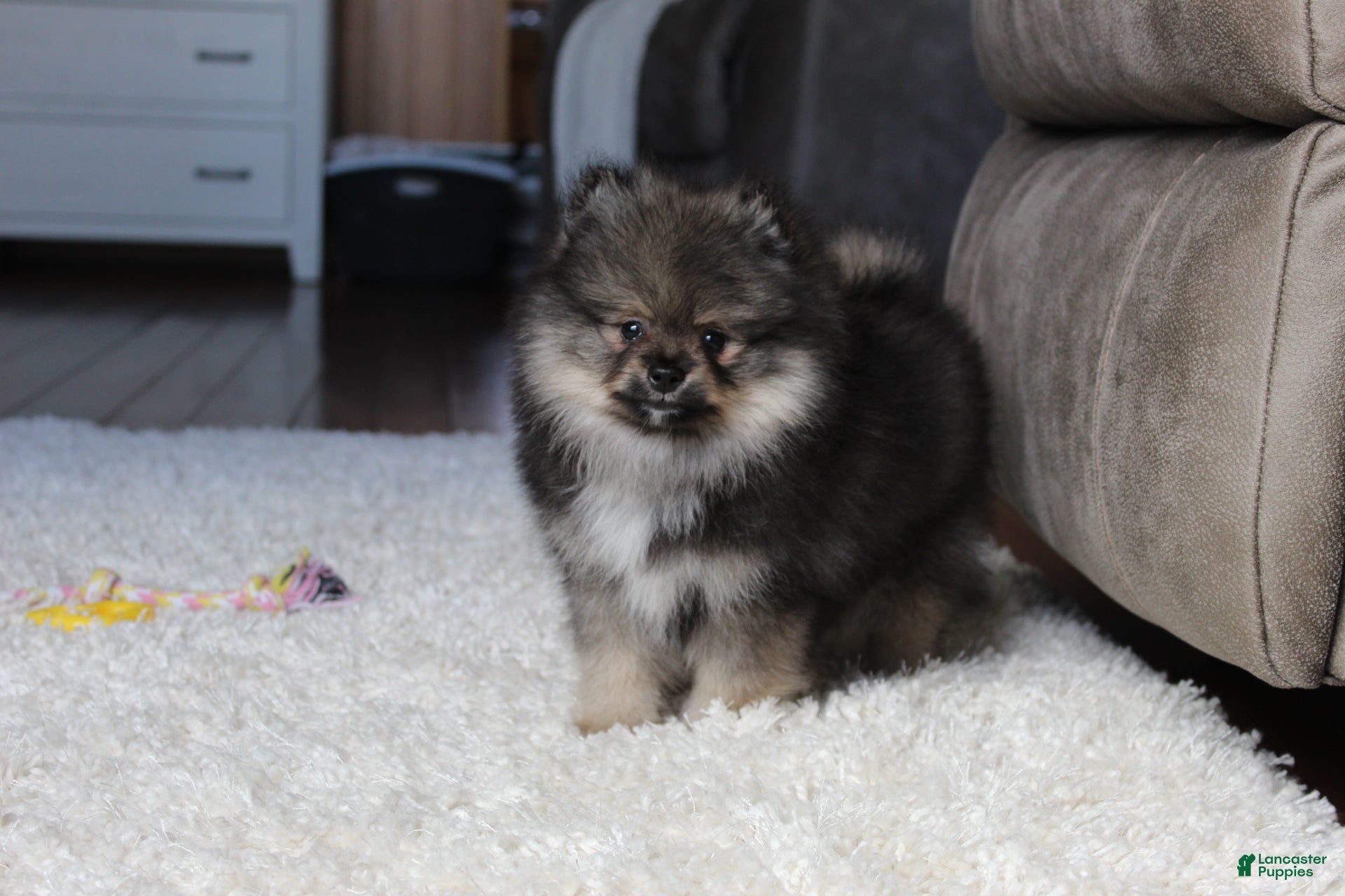 Pomeranian dogs Donald - Ad 2