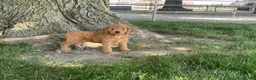Mini Goldendoodle dogs for sale: Milie Mini Goldendoodle  - Ad 9