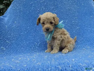 Maltipoo dogs Oscar - Ad 8