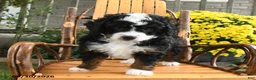 Mini Bernedoodle dogs for sale: Benji - Ad 3