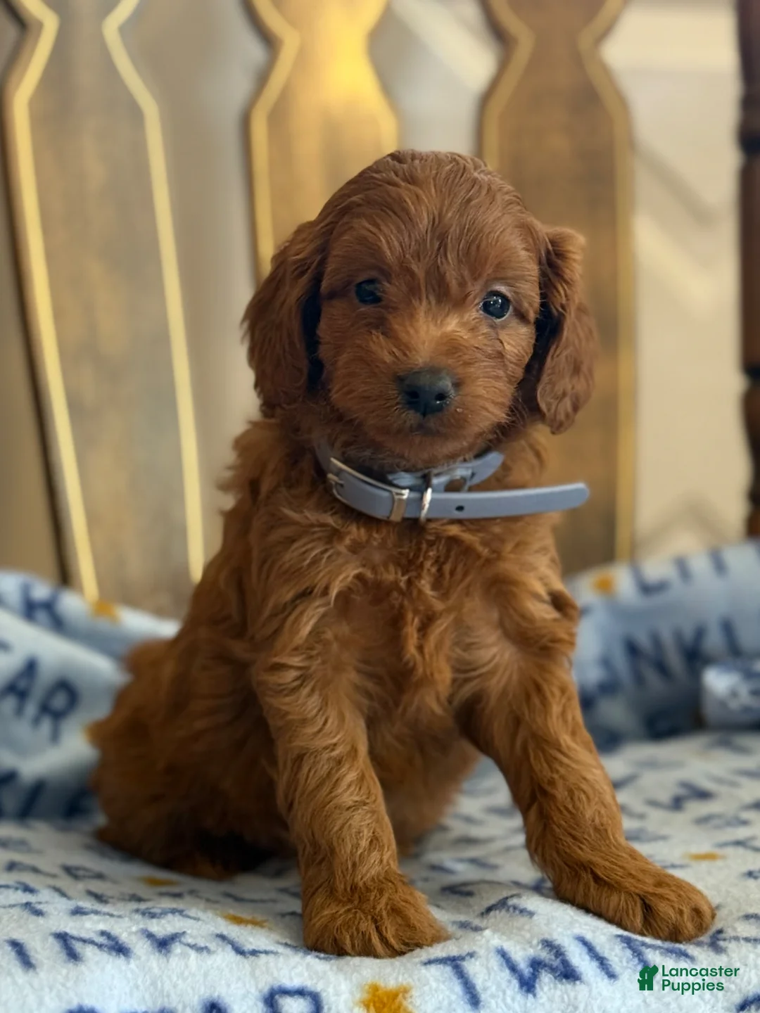 Cavapoo dogs for sale: Fran - Ad 5