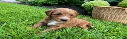 Mini Goldendoodle dogs for sale: Lucy - Ad 3