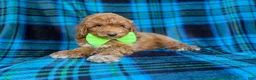Miniature Poodle dogs for sale: Simba - Ad 2
