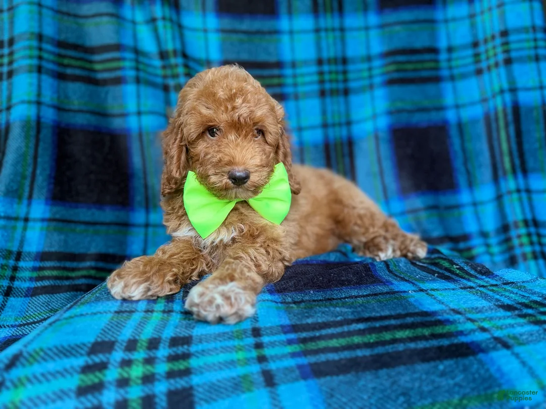 Miniature Poodle dogs for sale: Simba - Ad 2