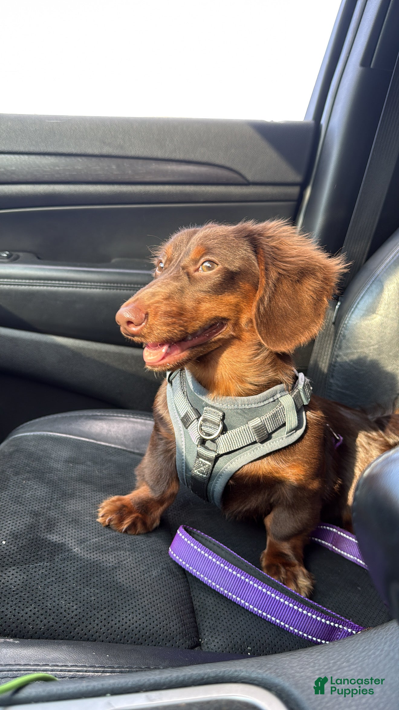 Miniature Dachshund dogs CRASH OPEN FOR STUD  - Ad 1