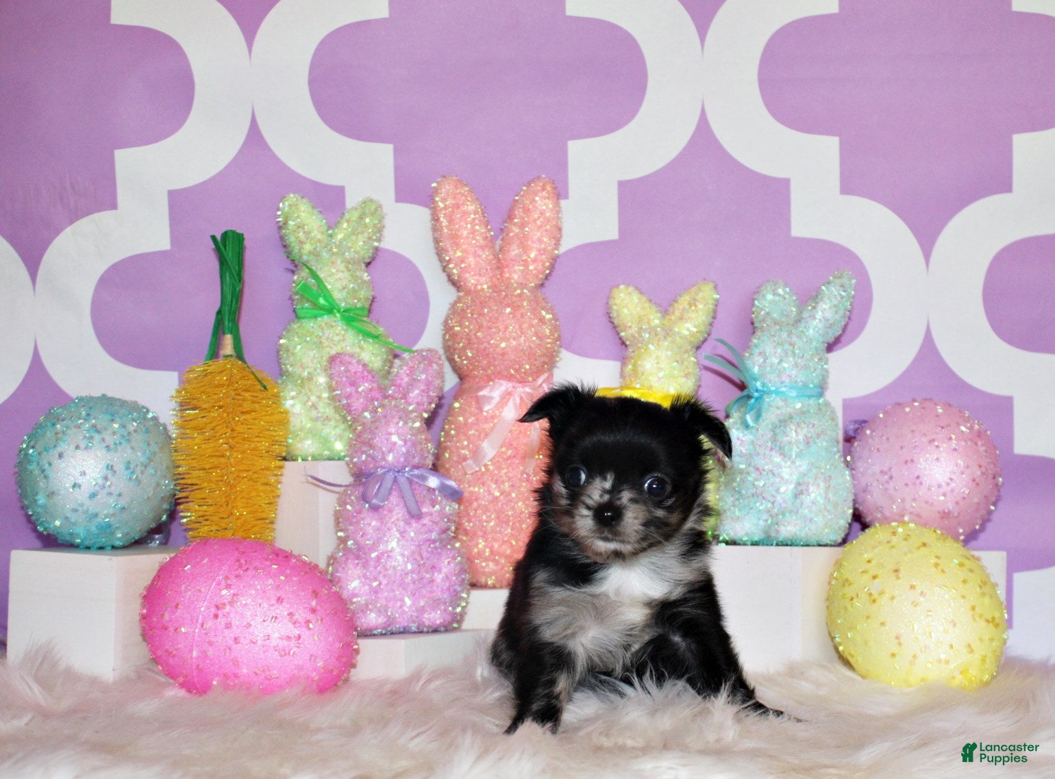 Chihuahua dogs Nori - Ad 1