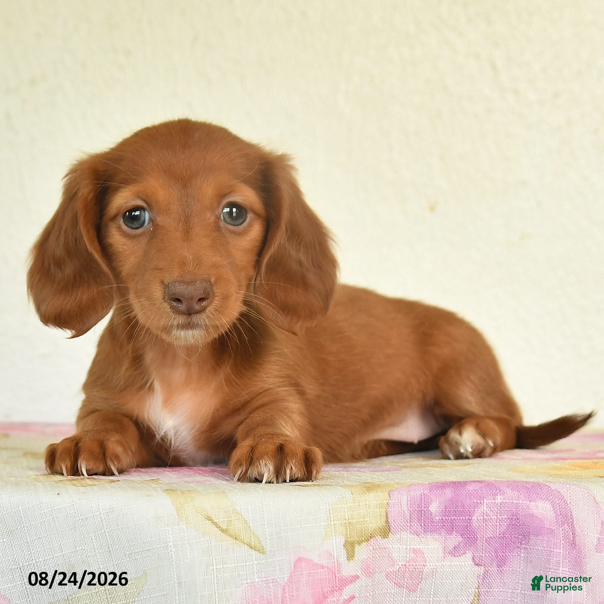 Miniature Dachshund dogs Luna  - Ad 2