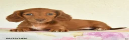 Miniature Dachshund dogs for sale: Luna  - Ad 2