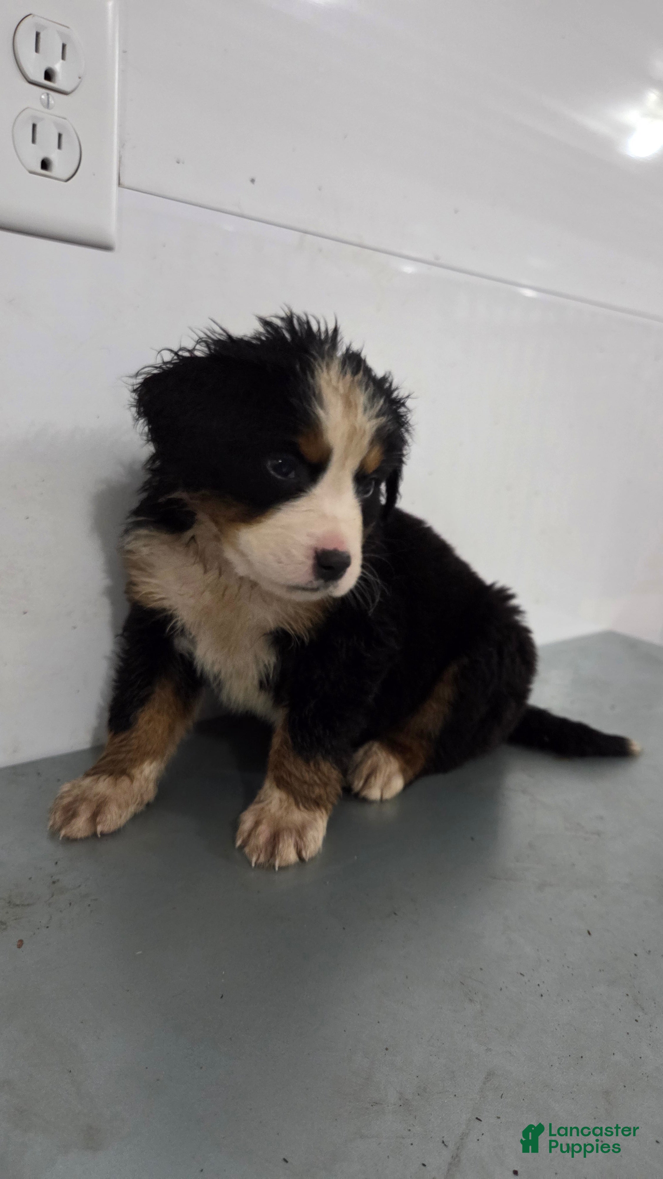 Bernese Mountain Dog dogs Bernese Mountain Dog Puppy 4 (purple) - Ad 39