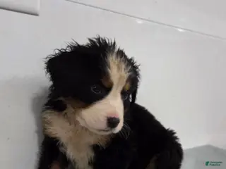 Bernese Mountain Dog dogs Bernese Mountain Dog Puppy 4 (purple) - Ad 39