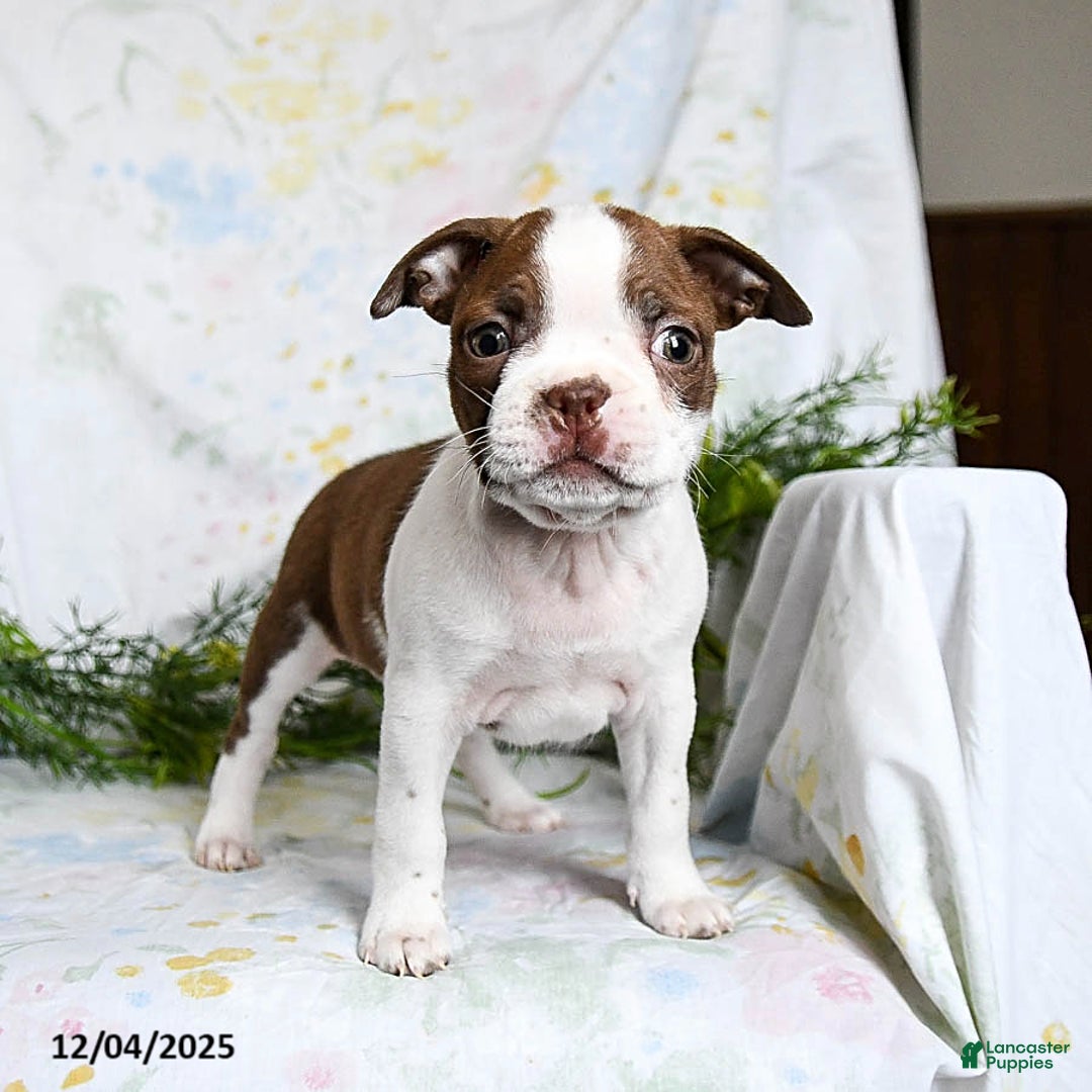 Boston Terrier dogs for sale: Barney - Ad 4