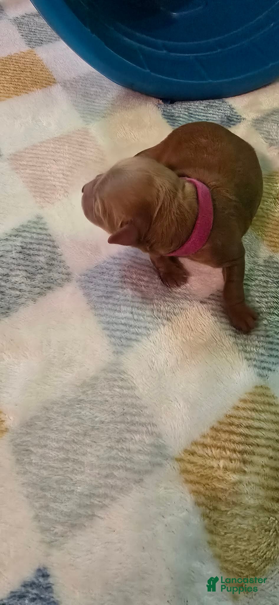 Mini Goldendoodle dogs for sale: ivy - Ad 2