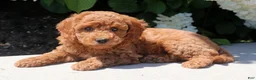 Mini Goldendoodle dogs for sale: Tootsie - Ad 2
