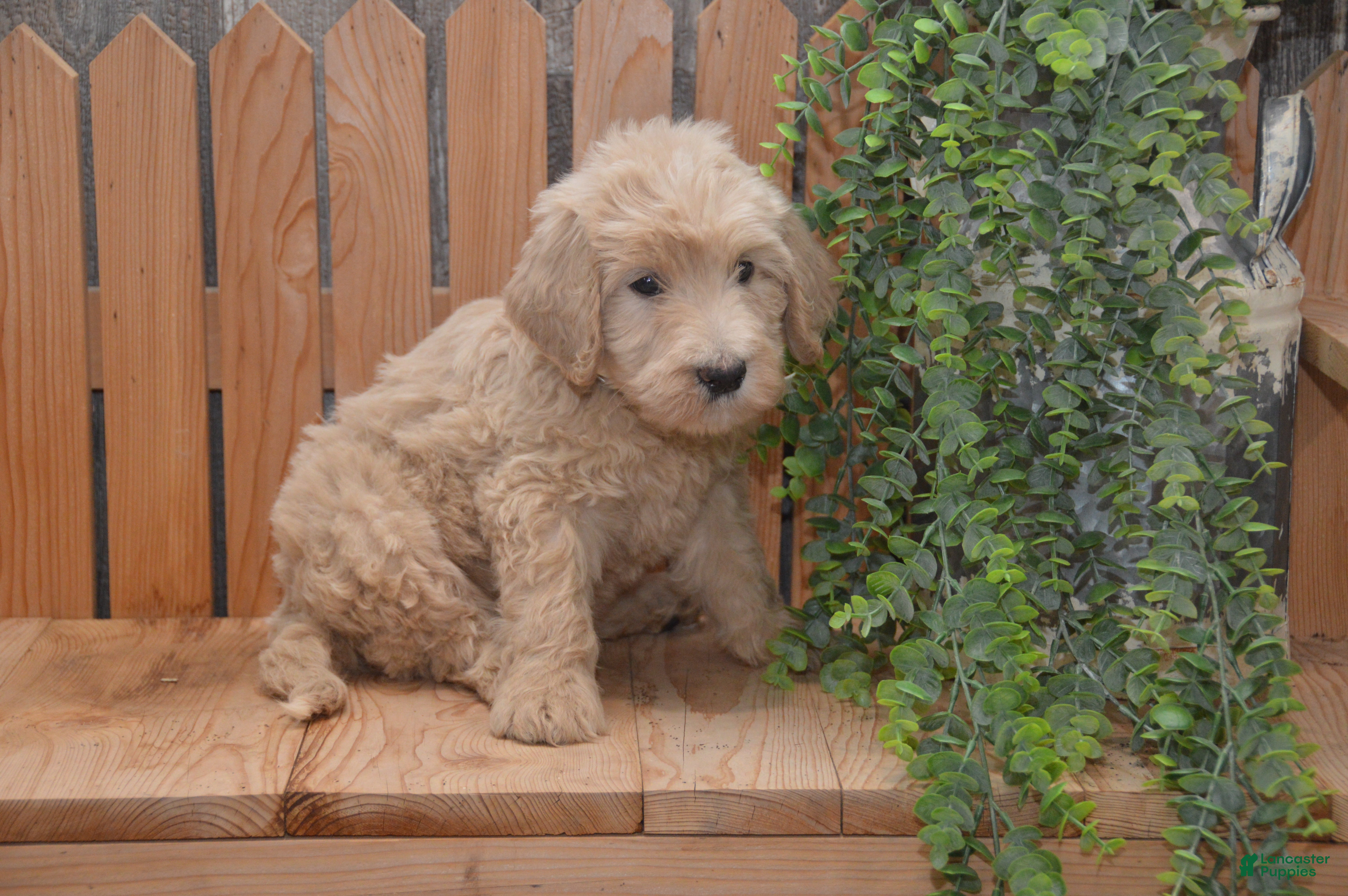 Goldendoodle dogs Skyler - Ad 2