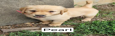 Pearl