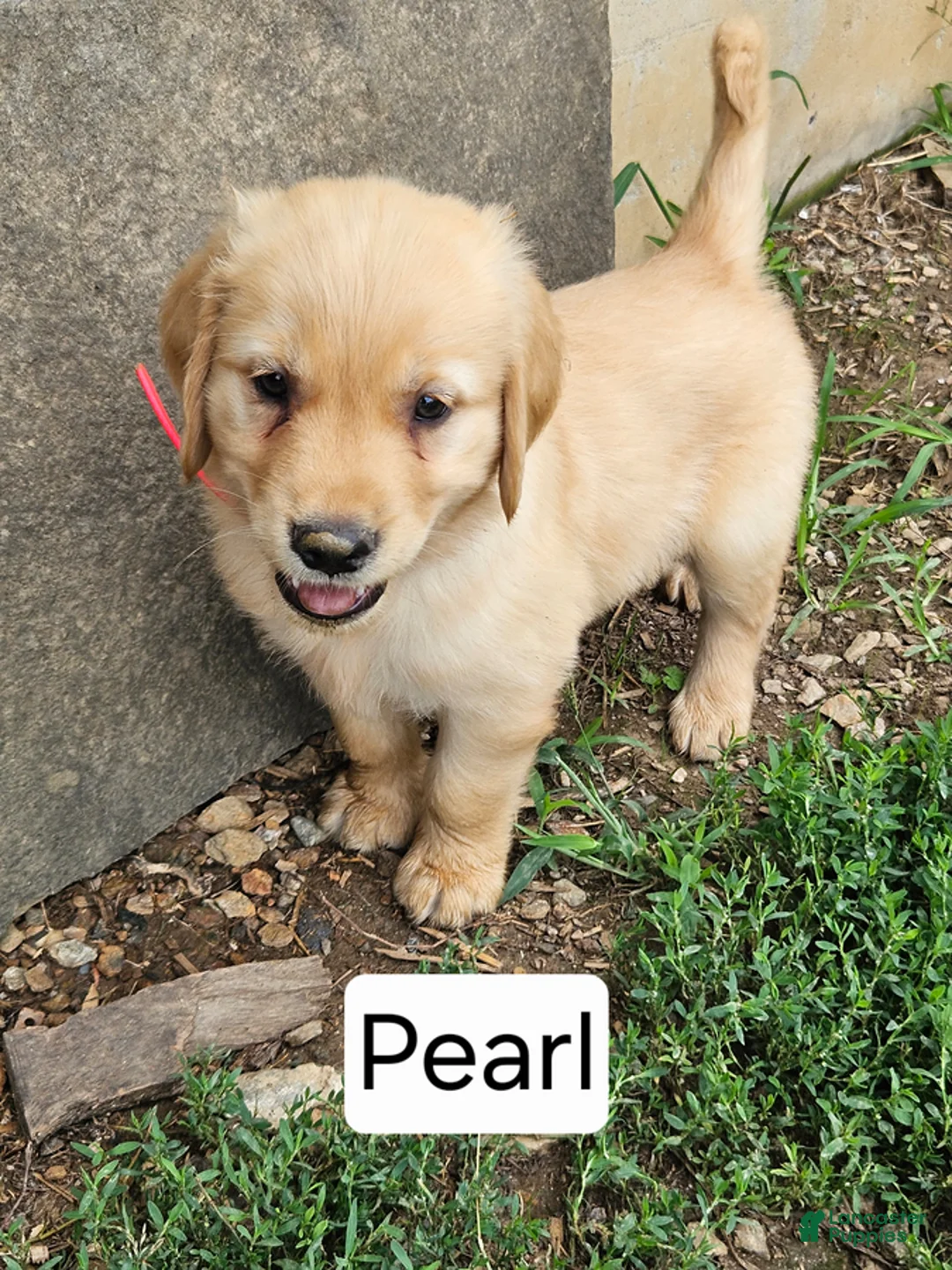 Golden Retriever dogs for sale: Pearl - Ad 1
