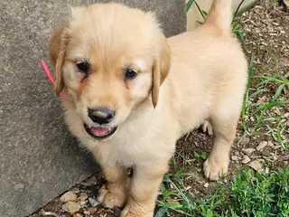 Golden Retriever dogs Pearl - Ad 25