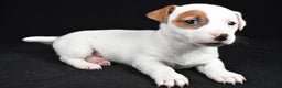 Jack Russell Terrier dogs for sale: Spots - Ad 10