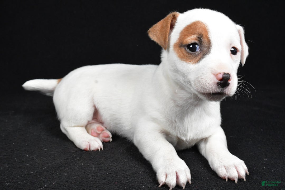 Jack Russell Terrier dogs for sale: Spots - Ad 10