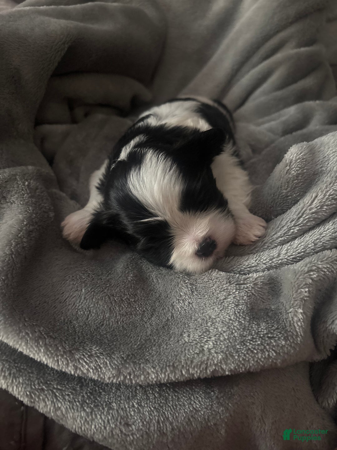 Mixed Breed dogs for sale: Mixed Breed Puppy 3 - Ad 1