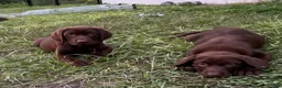 Labrador Retriever dogs for sale: Labrador Retriever 1 - Ad 8