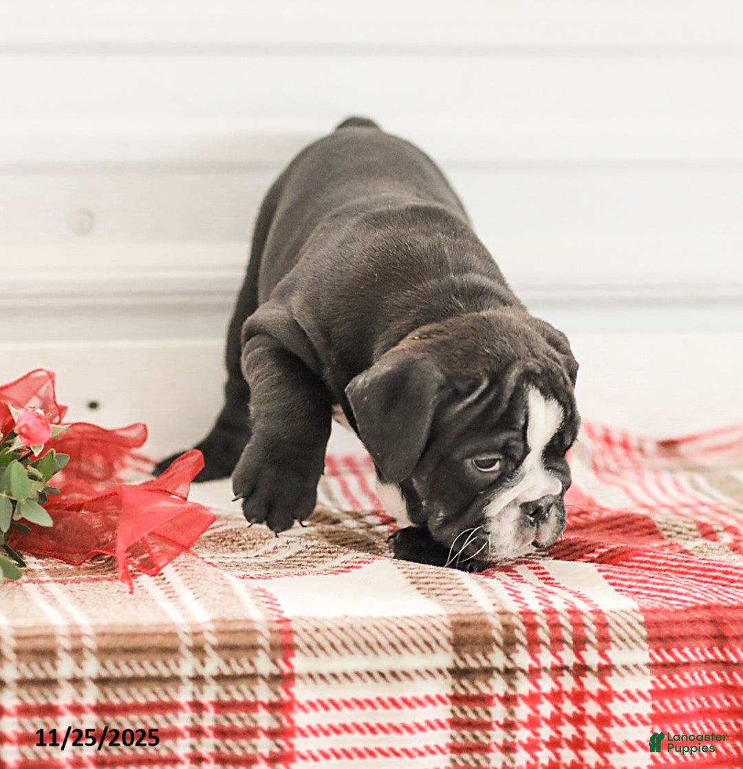 English Bulldog dogs for sale: Randy - Ad 5