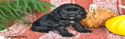 Cocker Spaniel dogs for sale: Smokey Bear - Ad 5