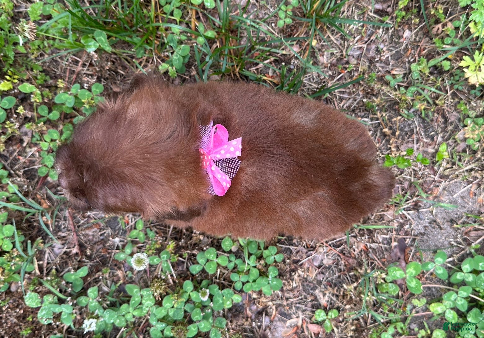 Shihpoo dogs Mia - Ad 2