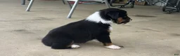 Miniature Australian Shepherd dogs for sale: #11 Black Tri Male - Ad 4