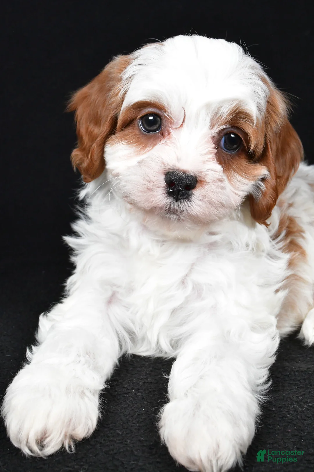 Cavapoo dogs for sale: Kody - Ad 9
