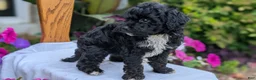 Maltipoo dogs for sale: Kylo - Ad 6